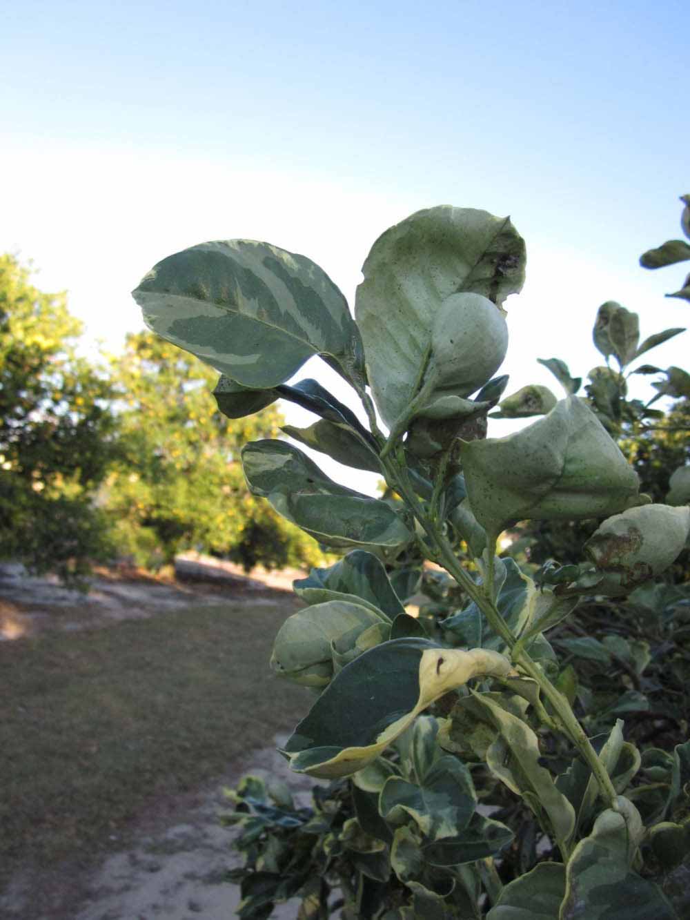            Sun leaves (Winter Haven, FL)   